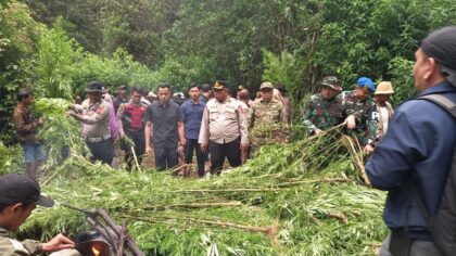 Polres Tanah Karo, ladang ganja Karo, Pancur Batu, pengungkapan narkoba Sumut, pemberantasan narkotika, Polda Sumut, kriminal Sumut, berita Karo terbaru.