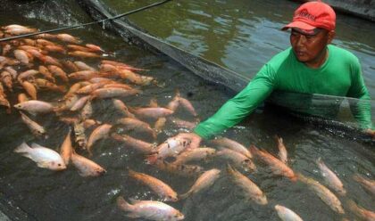 pupuk subsidi perikanan Aceh Utara 2026, kuota pupuk Aceh Utara, pembudidaya ikan Aceh, pupuk tambak subsidi, e-RPSP perikanan, iPubers pupuk Indonesia, produksi tambak Aceh Utara, plankton tambak, bantuan pupuk nelayan, ekonomi pembudidaya ikan