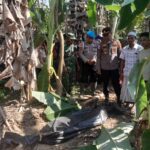 korban banjir, kerangka manusia