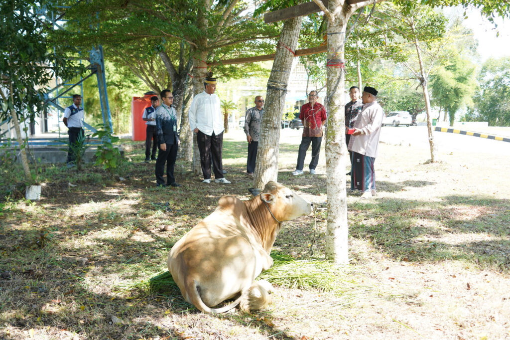 Unimal, kurban, hewan kurban,